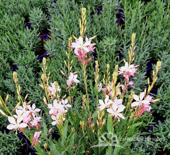 GAURA LINDHEIMERI - GRACEFUL WHITE