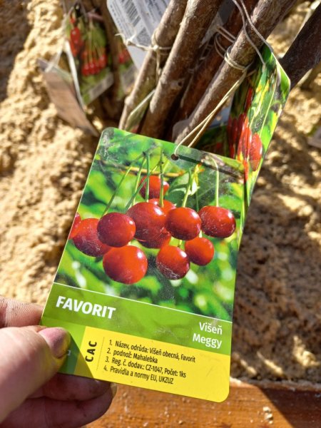 VIŠEŇ - FAVORIT