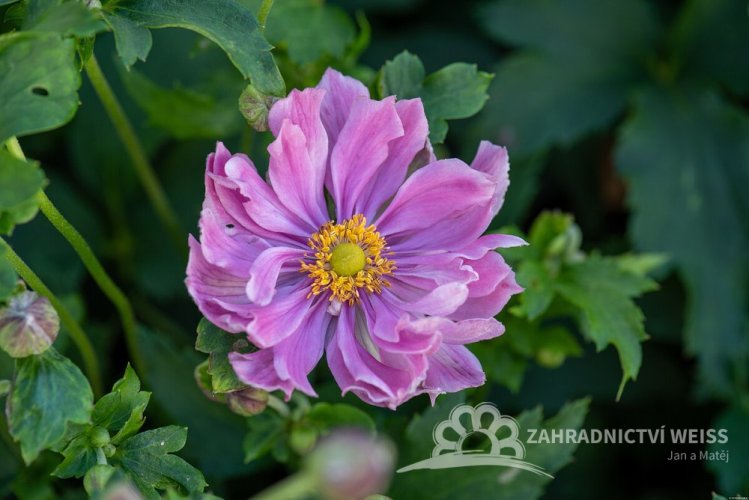 SASANKA - ANEMONE PRETTY LADY EMILY