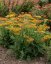 ACHILLEA MILLEFOLIUM SASSY SUMMER SUNSET