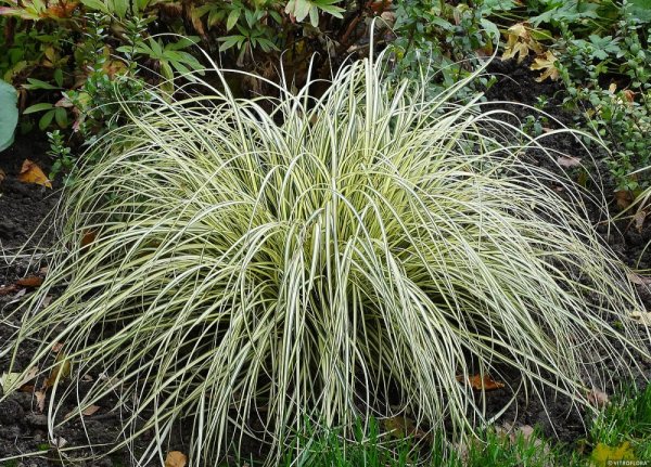 CAREX OSHIMENSIS EVERGOLD