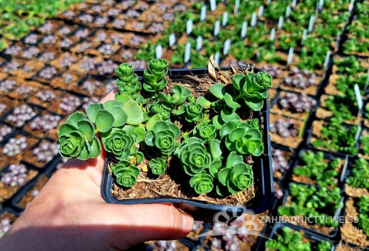 SEDUM SPURIUM ALBUM