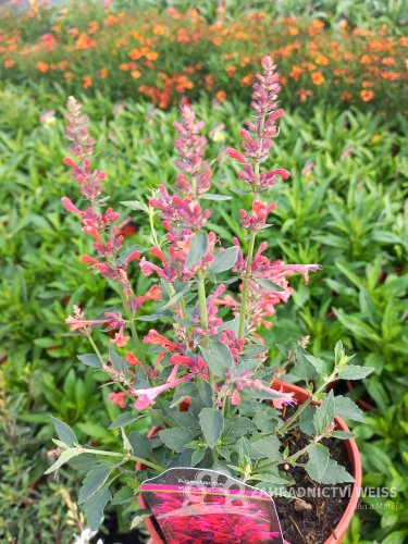 AGASTACHE KUDOS CORAL