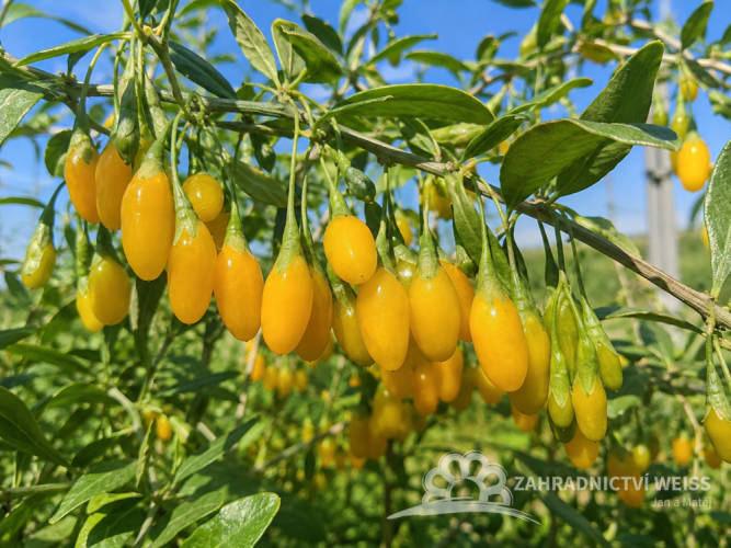 KUSTOVNICE ČÍNSKÁ – LYCIUM CHINENSE GOJI GOLDEN