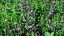 MARULKA LÉKAŘSKÁ – CALAMINTHA NEPETA „MARVELETTE BLUE“