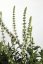 ŠALVĚJ NÁDHERNÁ - SALVIA SUPERBA 'MERLEAU WHITE'