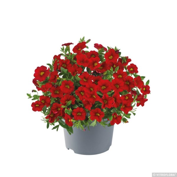 MILLION BELLS METRO EARLY BRIGHT RED