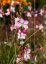 GAURA LIND. ROSY JANE