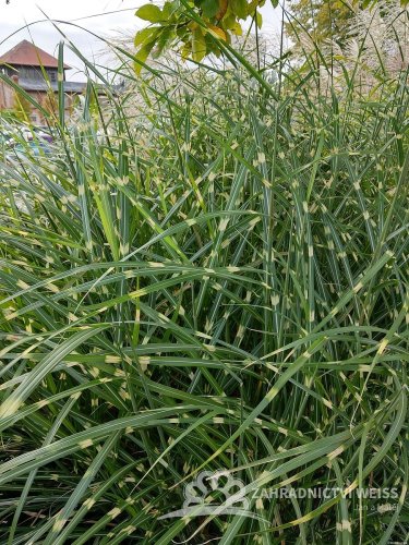 MISCANTHUS PUNKTECKEN