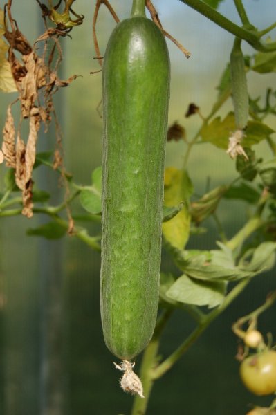 OKURKA HADOVKA