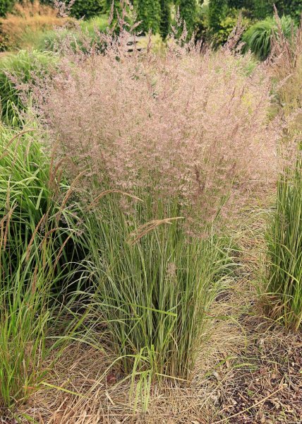 CALAMAGROSTIS OVERDAM - TŘTINA OSTROKVĚTÁ