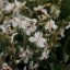 GAURA LINDHEIMERI – GEYSER WHITE