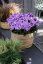 PHLOX PANICULATA  FLASTSCREEN LILAC