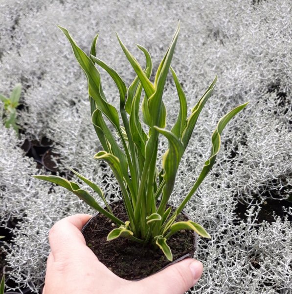 HOSTA HYBRID PRAYING HANDS