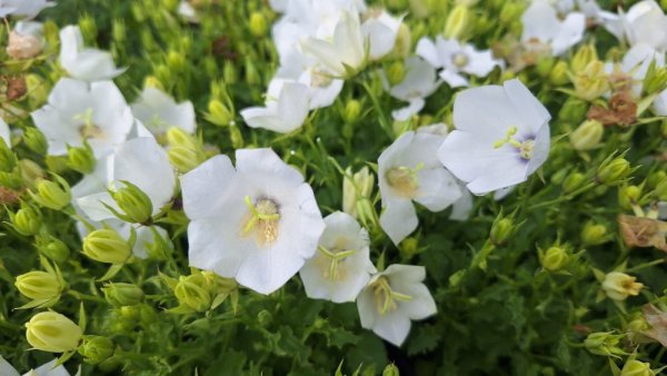 ZVONEK KARPATSKÝ - CAMPANULA KARPATICA AVIDA WHITE