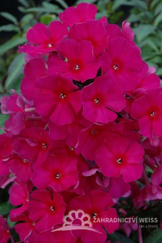 PHLOX "SWEET SUMMER RED"
