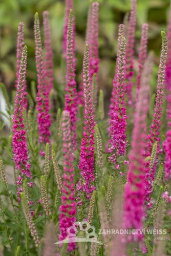 VERONICA SPICATA ROTFUC