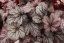 HEUCHERA x HYBRIDA SHANGHAI