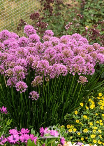 OKRASNÝ ČESNEK - ALLIUM HYBRIDA MILLENIUM