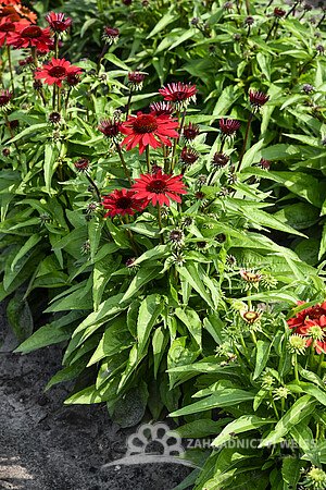 ECHINACEA HYBRIDA PEARL DEEP RED