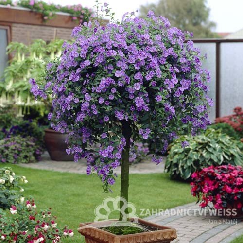 HOŘCOVÝ STROMEK - SOLANUM RANTONETTI