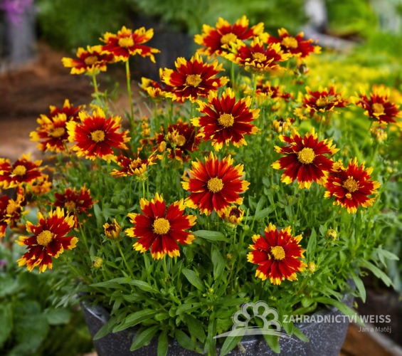 KRASNOOČKO - COREOPSIS GRAND. UPTICK RED