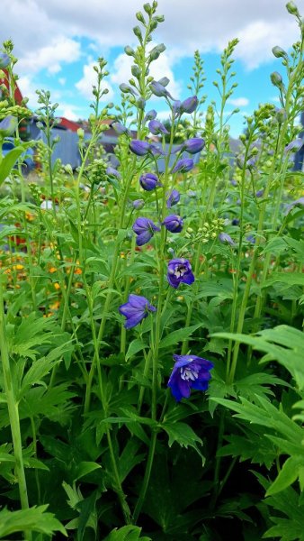 DELPHINIUM CULTORUM DELPHINITY F1 BLUE