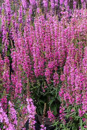 KYPREJ - LYTHRUM LUMINARA HOT PINK
