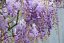 VISTÁRIE ČÍNSKÁ - WISTERIA SINENSIS