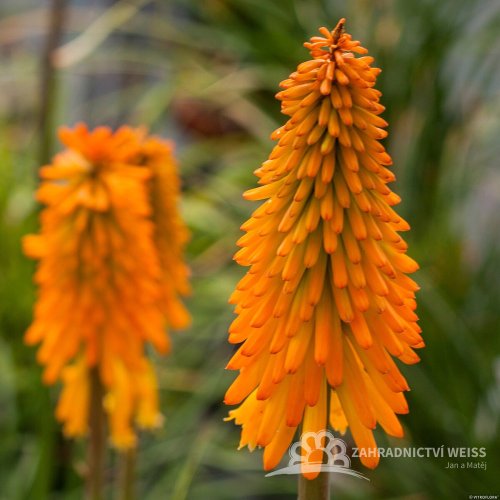 KLEOPATŘINA JEHLA - KNIPHOFIA "MANGO POPSICLE"