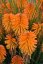 KLEOPATŘINA JEHLA - KNIPHOFIA "POCO ORANGE"