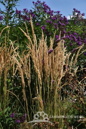 CALAMAGROSTIS x ACUTIFLORA KARL FOESTER
