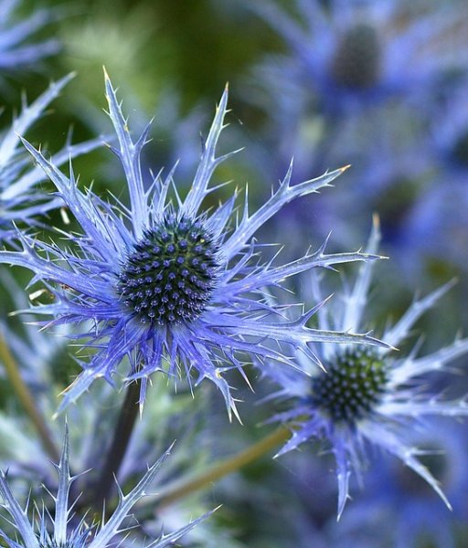 MAČKA PLOCHOLISTÁ – ERYNGIUM