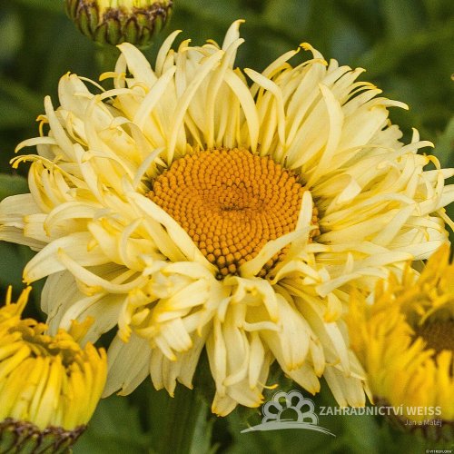 KOPRETINA - LEUCANTHEMUM "GOLDFINCH" ®