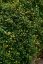 MUEHLENBECKIA AXILLARIS NANA