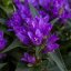 CAMPANULA GLOMERATA GENTI BLUE