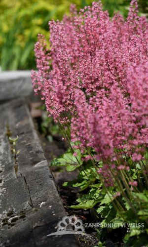 HEUCHERELLA HYB. PINK REVOLUTION