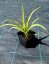 JUKA - YUCCA FILAMENTOSA COLOR GUARD