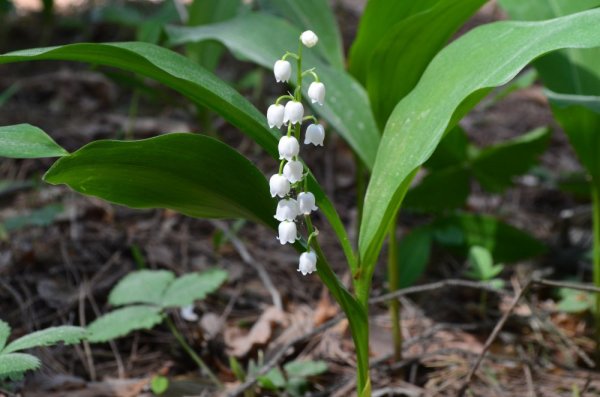 KONVALINKA - CONVALLARIA MAJALIS