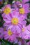 SASANKA - ANEMONE PRETTY LADY EMILY