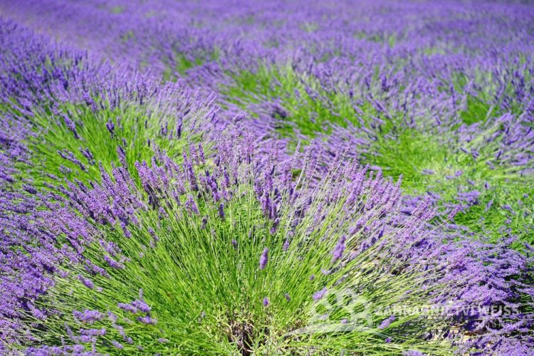 LEVANDULA PROVENCE