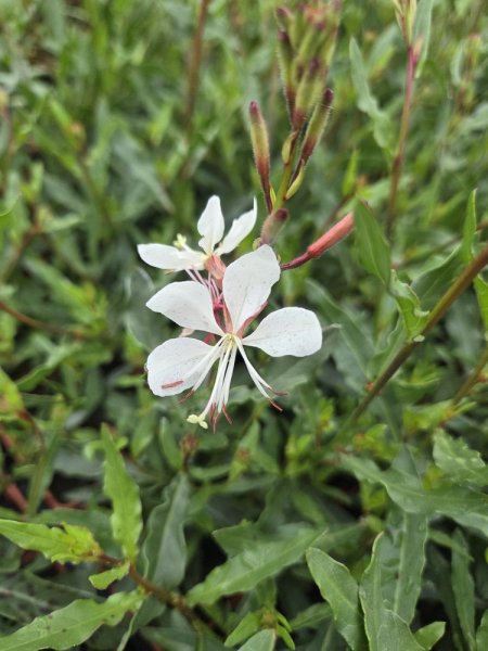 GAURA LINDHEIMERI GAUDI COMPACT WHITE