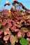 OXALIS PANAŠOVANÝ - PINK