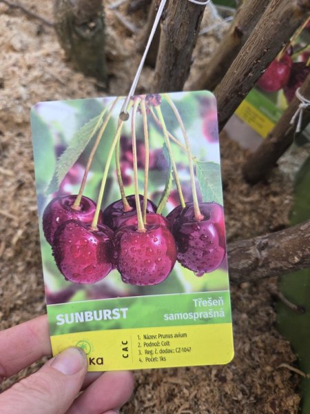 TŘEŠEŇ - SUNBURST