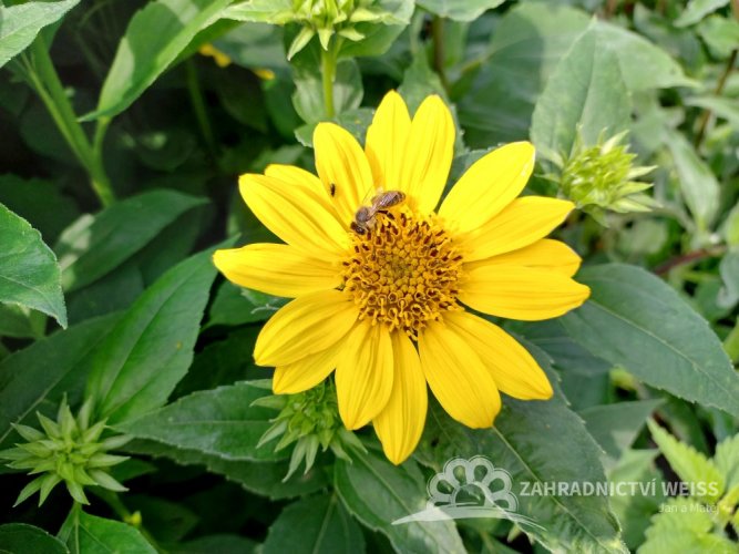 HELIANTHUS X HYB. SUNCATCHER PURE GOLD ®