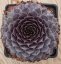 NETŘESK – SEMPERVIVUM BIG SAM PURPLE QUARTZ