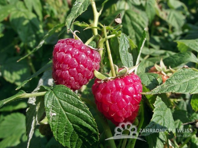 MALINA STÁLEPLODÍCÍ -  RUBUS IDAEUS  AUTUMN BLISS