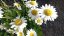 KOPRETINA - LEUCANTHEMUM VULGARE MAIKÖNIGIN