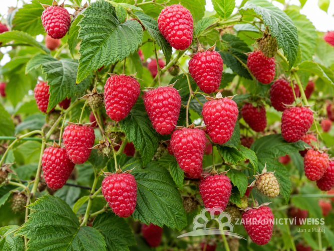 MALINA STÁLEPLODÍCÍ - RUBUS IDAEUS OPTIMA
