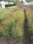 PROSO PRUTNATÉ - PANICUM VIRGATUM BUFFALO GREEN